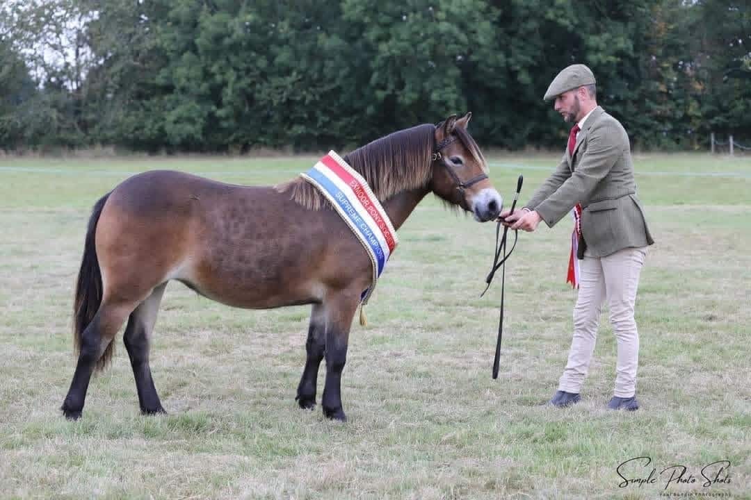 Darshill Agent Romanoff wearing the Supreme Champion sash