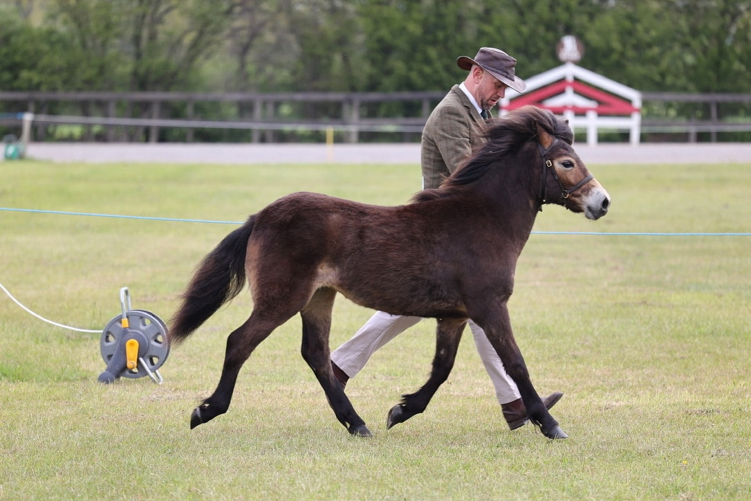 458/42 Darshill Ayesha
2025 Filly
