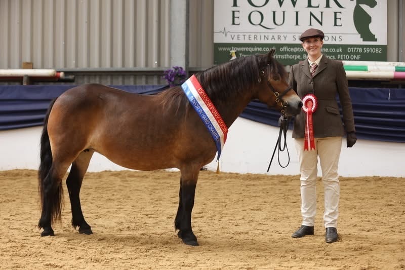 Darshill Kitty Pryde with Senior In-Hand Champion sash
