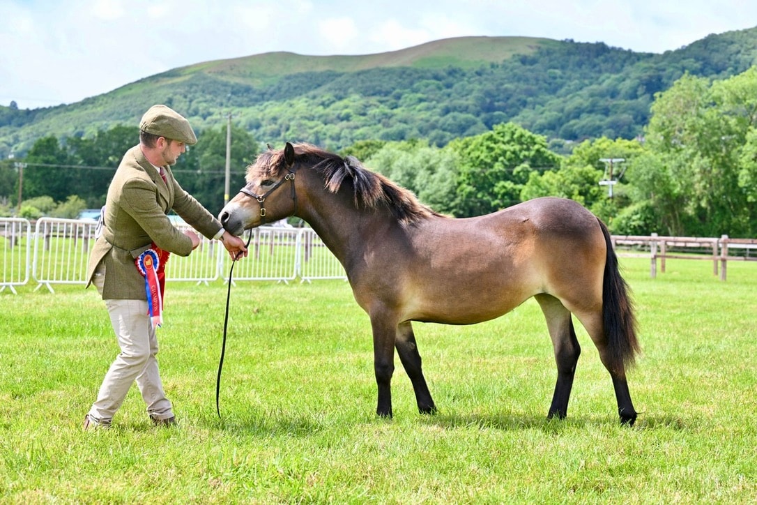 458/45 Darshill Moondragon
2025 Filly