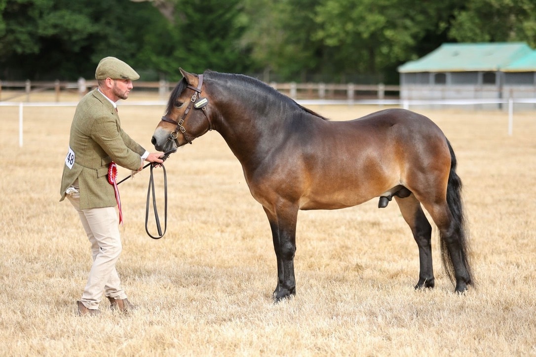 Darshill Peter Parker trotting at a show