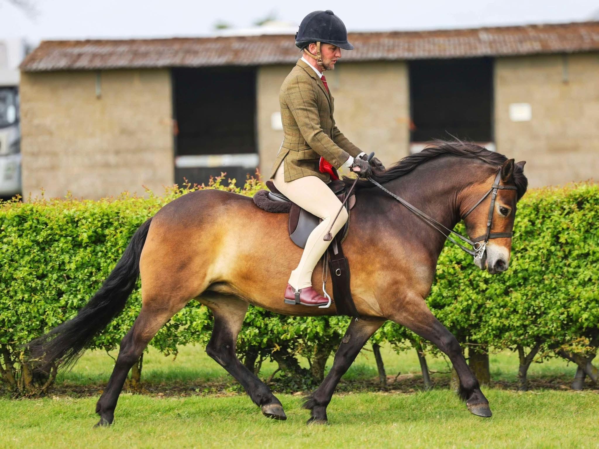 Darshill Shuri ridden at competition